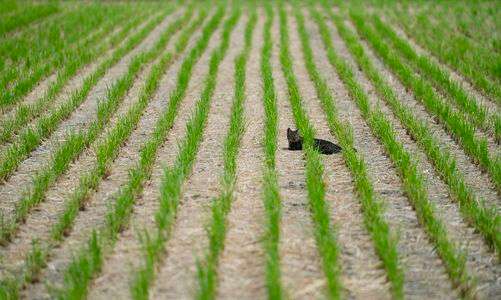 米はどこに行った