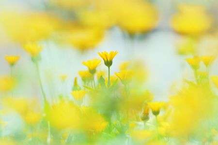 イエロースプリング