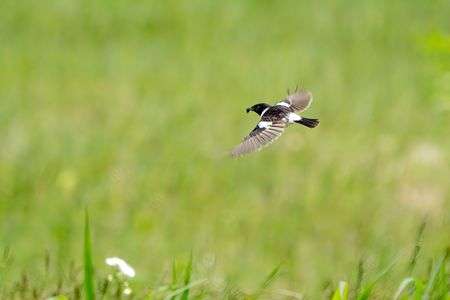 ノビタキ　飛遊