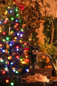 11月にクリスマス?