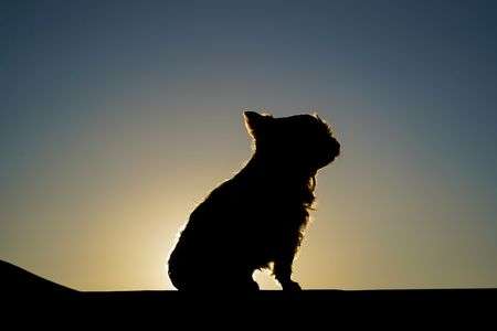 ヨークシャーテリア