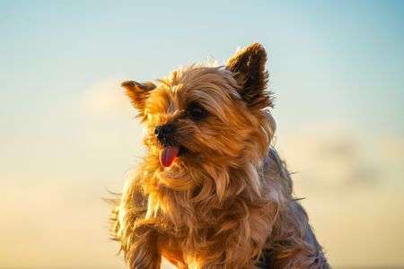 ヨークシャーテリア