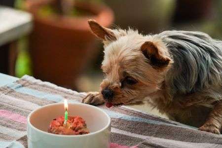 ヨークシャーテリア