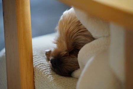 ヨークシャーテリア