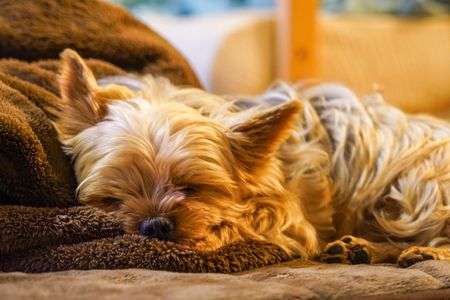 ヨークシャーテリア