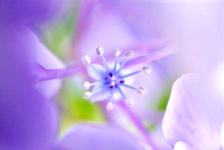 真花を探して。