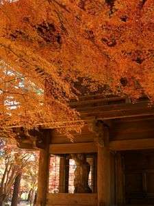 紅葉の寺
