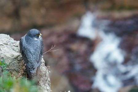 荒波とハヤブサ