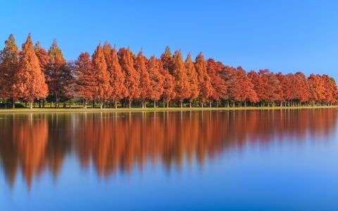 メタセコイア慕情