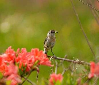 お給仕中のノビタキ母さん
