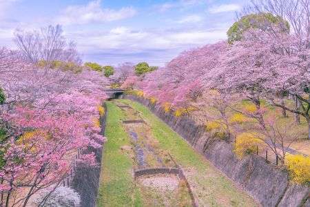 桜色に染まる風景