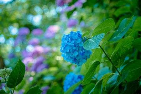 山寺の紫陽花