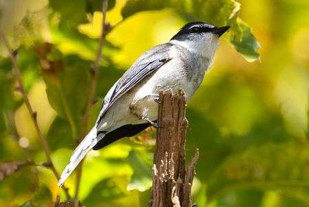 #リュウキュウサンショウクイ#