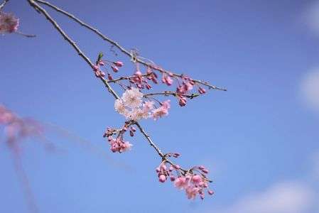 枝垂桜7分咲き