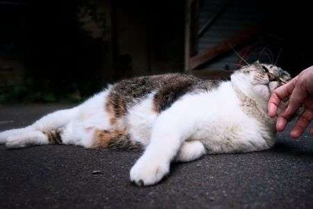 甘ったれにゃんこ