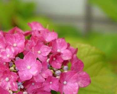 ビビッド紫陽花