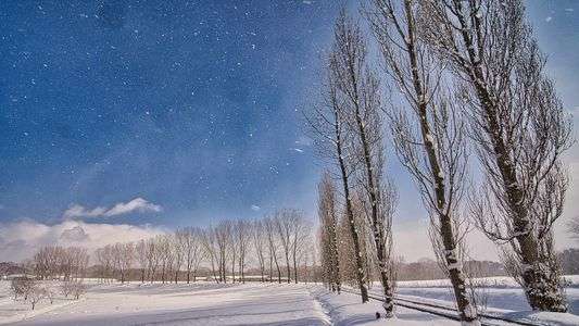 白銀のポプラ並木