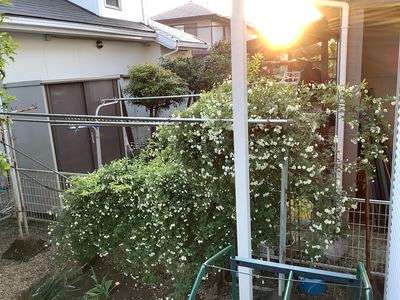 モッコウバラと西日