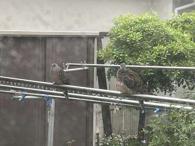 キジバトの夫婦、かな？