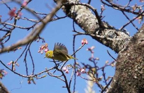 桜とメジロ