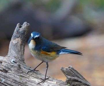 ドヤ顔のルリオ君