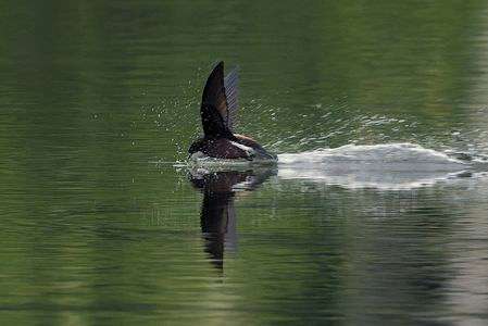 ハリオアマツバメ　