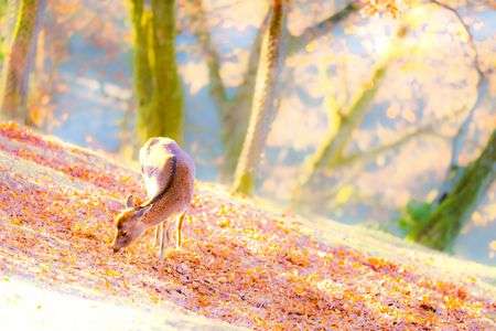 2025　朝の奈良公園（3）