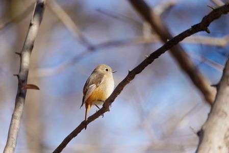 ジョウビタキ　メス