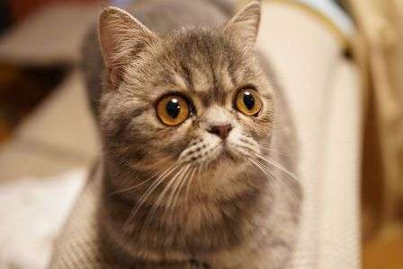 チョコです。。