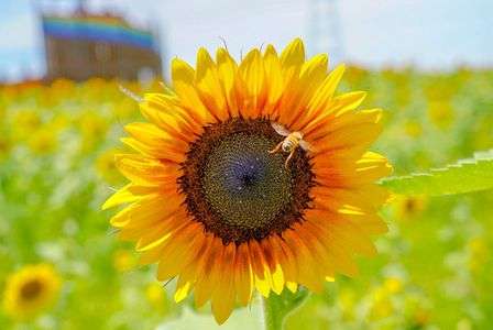 ひまわりとミツバチ