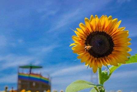 ひまわりとみつばちⅡ