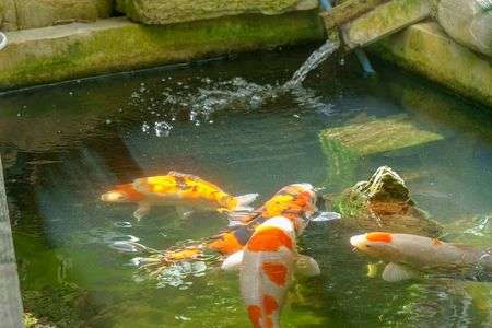 庭池の鯉