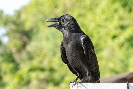 江の島　ハシボソガラス