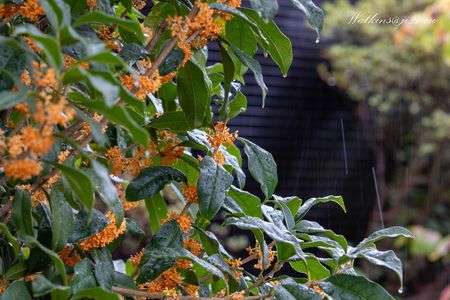 金木犀の香る頃