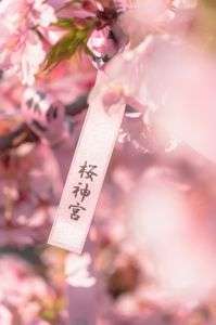 桜神宮