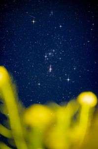 オリオン座に菜の花を添えて