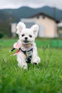 楽しくてしかたない