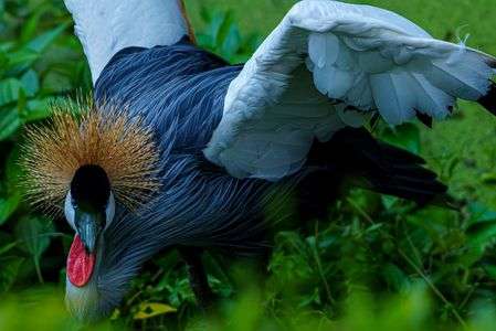 ホオジロカンムリヅル