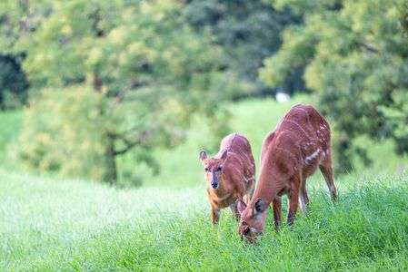 草原の仲良しさん