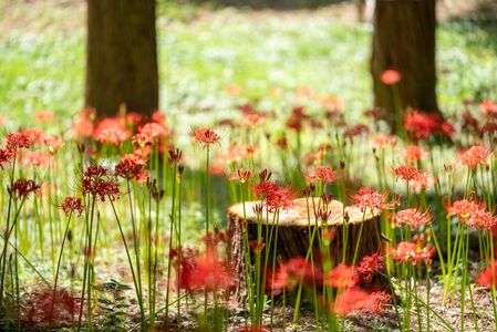 彼岸花の群生地へ