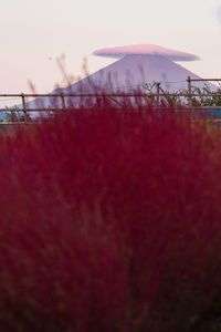 コキアと笠富士