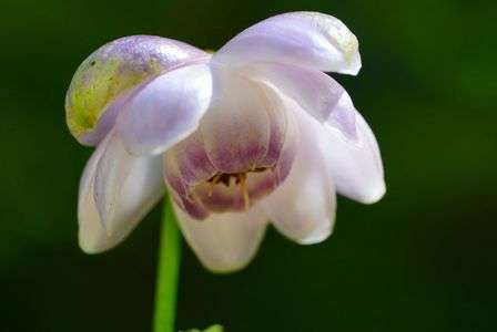 れんげしょうま