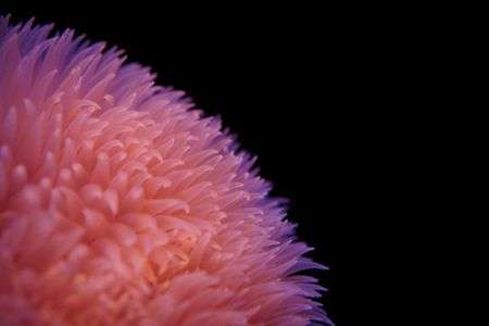 ダーリアイソギンチャク