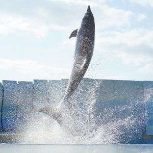 えのすいイルカショー