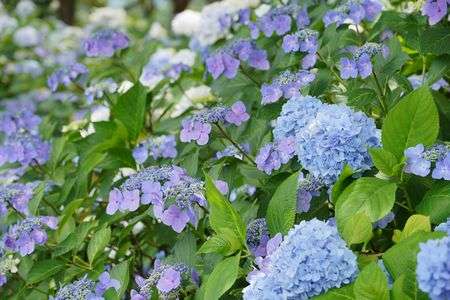 紫陽花