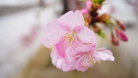 春が来た 〜河津桜〜