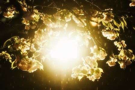 雨の夜桜