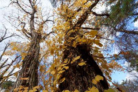 晩秋のモミジ(3)