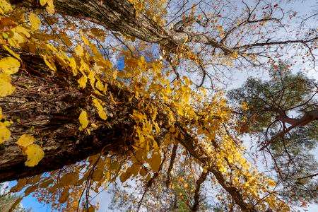 晩秋のモミジ(4)