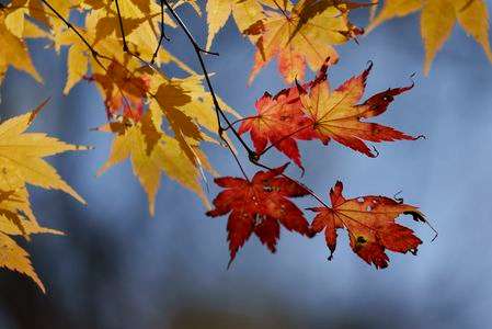 晩秋のモミジ(7)